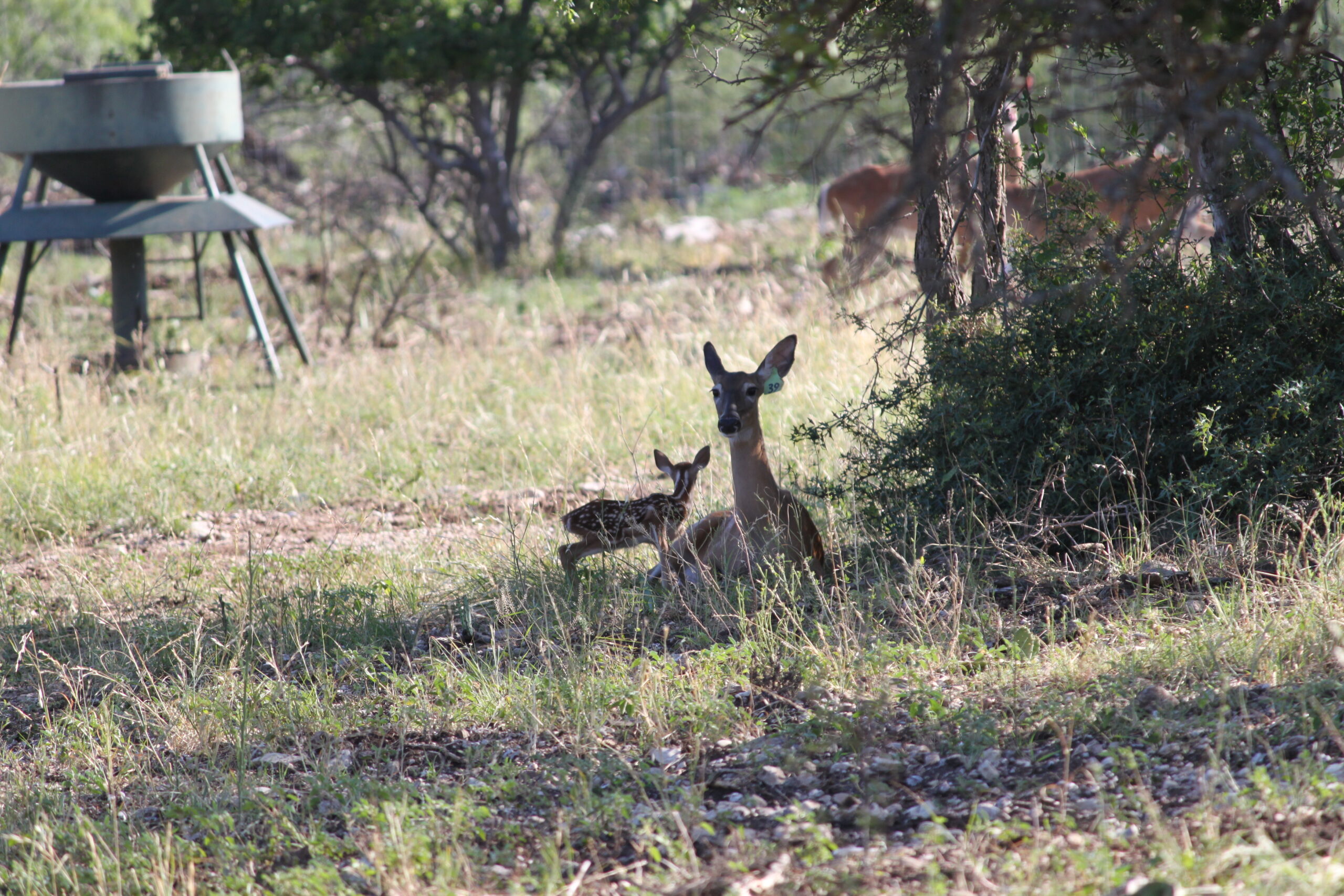 Using Drones for White-Tailed Deer Surveys